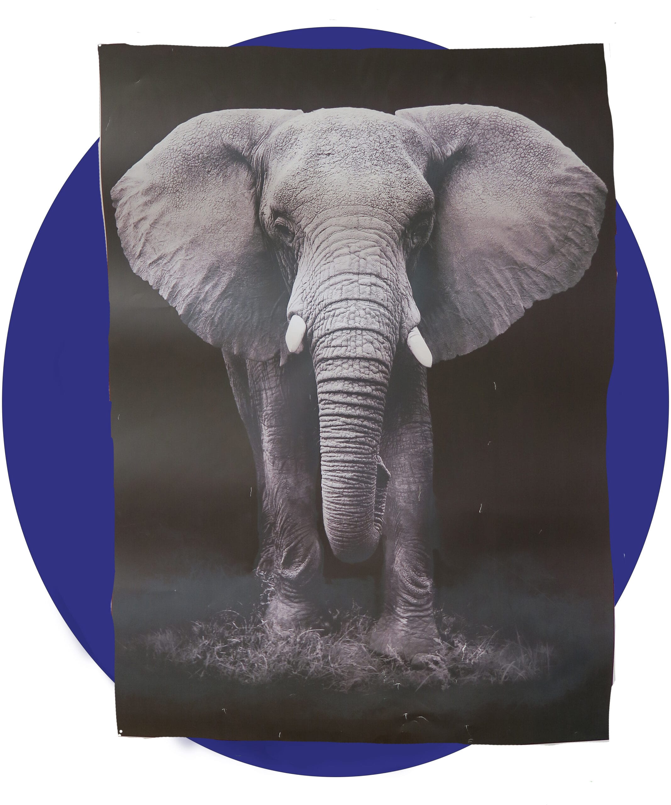 elefant